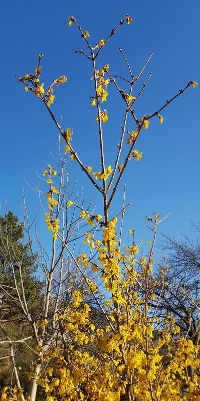 Le Printemps est là, la Lutte Antigel aussi! 2 Forsythia en fleur