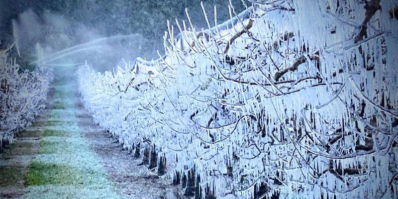 Le Printemps est là, la Lutte Antigel aussi! 4 Décor digne de la "Reine des Glaces"!