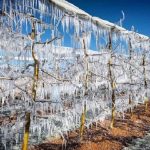 Foire aux Questions - MAJ du 14/02/2023 1 Arbres de Noël?