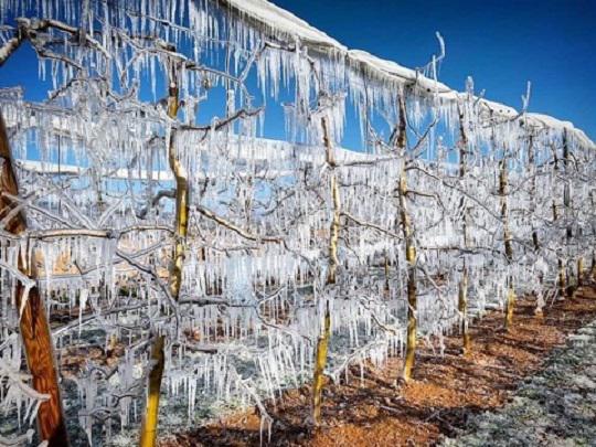 Le Printemps est là, la Lutte Antigel aussi! 5 Arbres de Noël?
