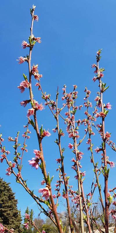 Le Printemps est là, la Lutte Antigel aussi! 1 Pêcher en fleur